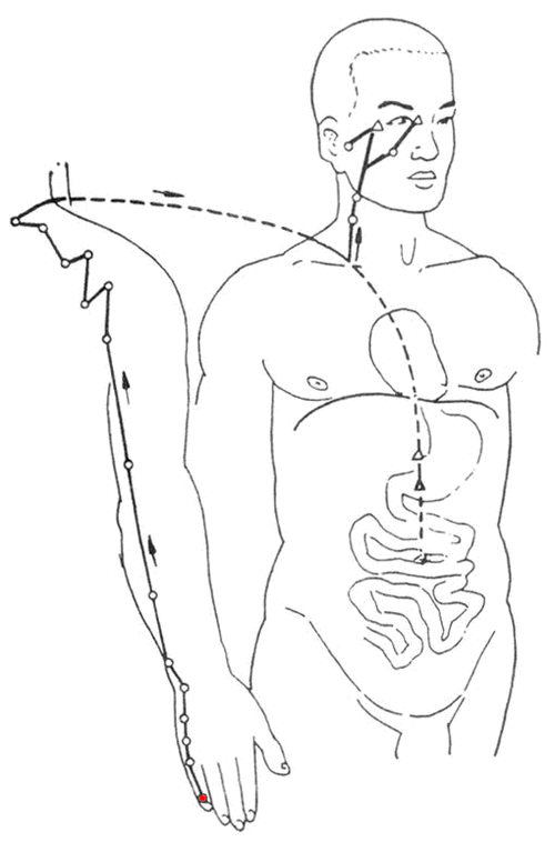 国学:人体十四经络动态图