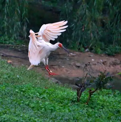 2018年10月20号洋县拍朱鹮.
