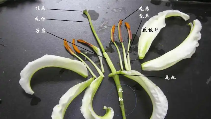 内容归纳花丝花药子房(内含胚珠)花柱柱头雄蕊雌蕊花瓣萼片花托四