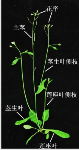 拟南芥arabidopsis_word文档在线阅读与下载_无忧文档