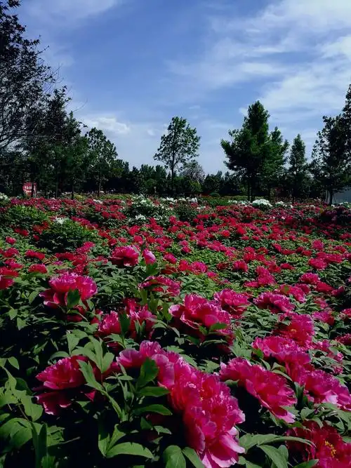 闲游洛阳国际牡丹园