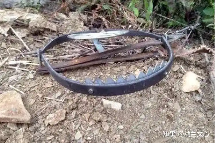 7年前云南农民家中羊被咬死兄弟俩怒杀大熊猫如今怎么样了