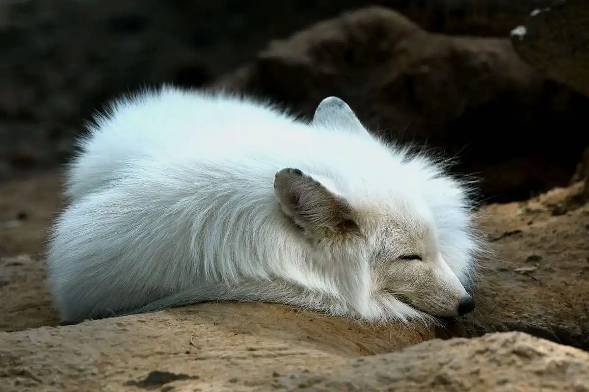 一只略显苍老的白狐.#动物趣图