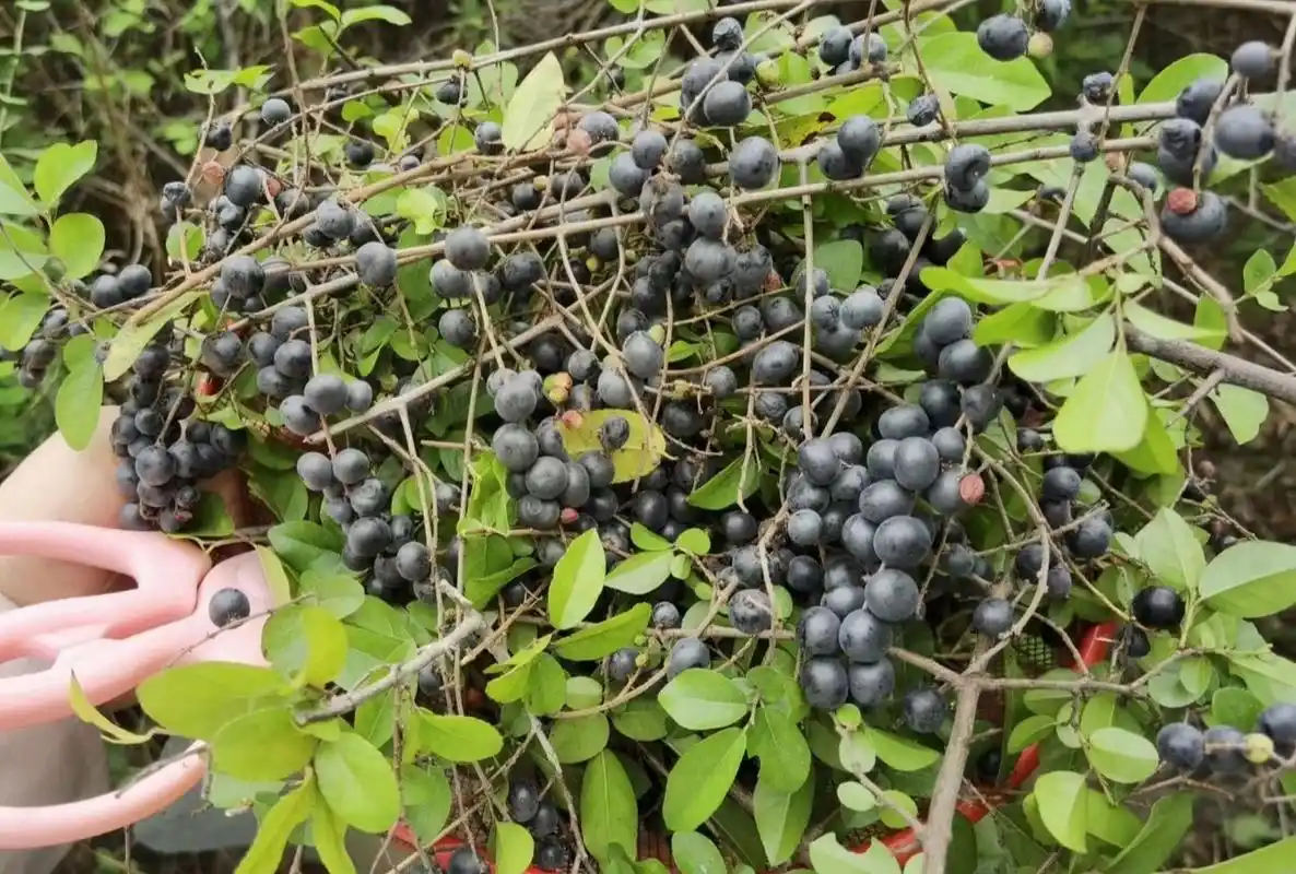 广西野果 我们叫它 酸咪果 生的果子是酸的,可以舂一舂,加酱油辣椒醋