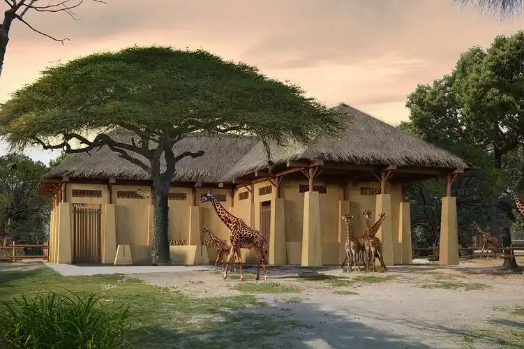 上海野生动物园长颈鹿房子改造