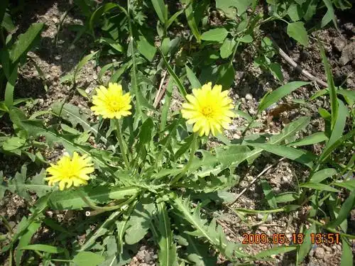 在乡村田野里有很多野菜,可以挖起来吃生的有哪一种比较常见,而且很受