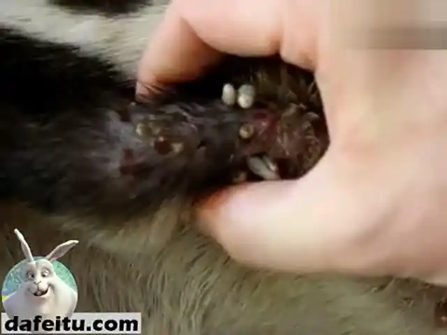 被几百只人皮蝇幼虫感染的狗狗 密集恐惧症患者慎看-萌宠视频-搜狐