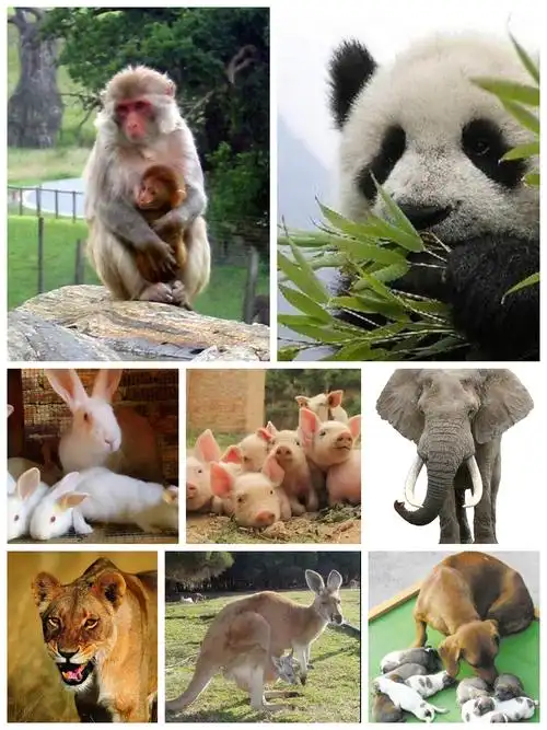 常见的胎生小动物