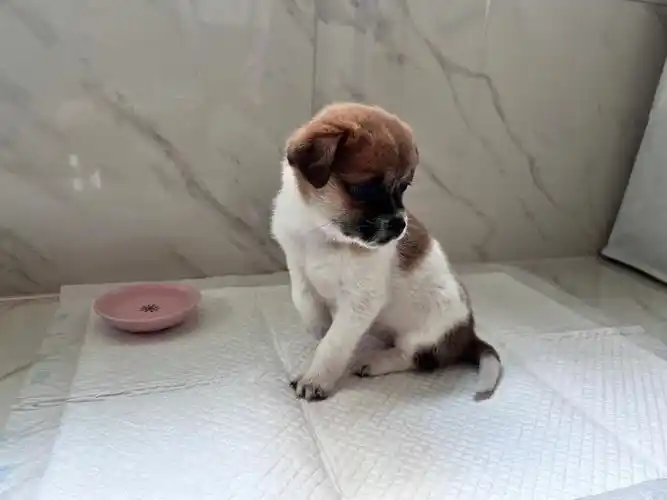 小土狗也挺可爱