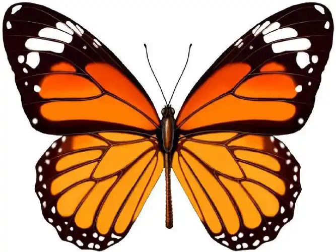 1.1_轴对称与轴对称图形课件