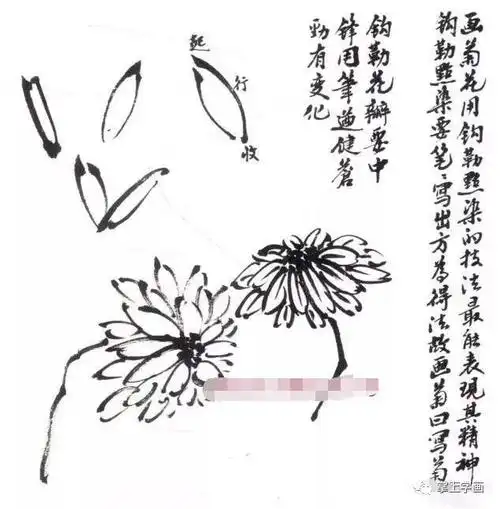 写意墨菊画法墨菊画花叶技法详解菊花的各种画法教程
