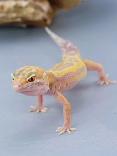 虹弦见豹纹守宫蜥蜴幼体入门级爬宠活物好养易活的小动物不咬人冷门