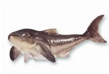 军曹鱼的营养价值