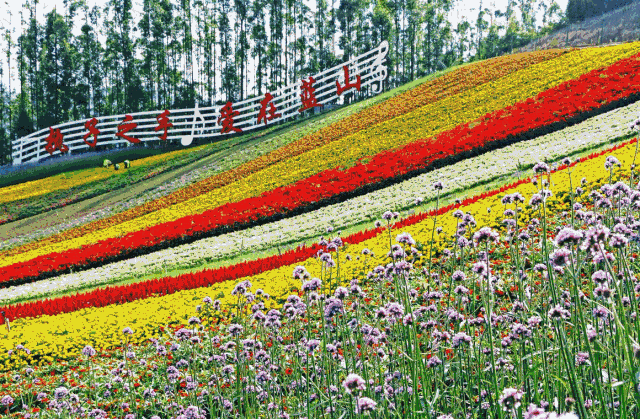 4月25特价59元长泰玛琪雅朵花海赏花汽车一日游