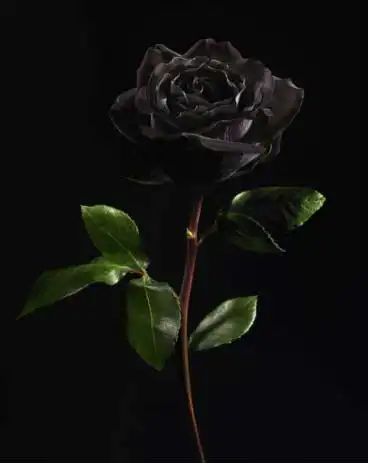 黑玫瑰代表:温柔真心;你是恶魔,且为我所有   黑玫瑰,因其个性