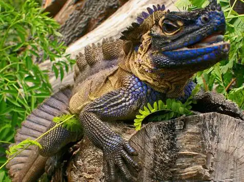 斑帆蜥一般吃什么