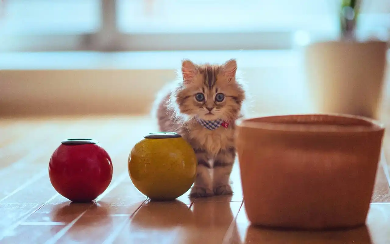 萌宠可爱喵星人电脑桌面壁纸