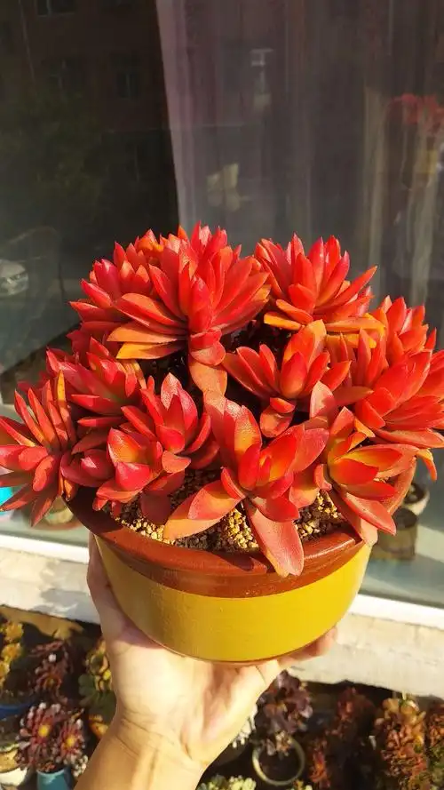 多肉!应是绿肥红瘦!