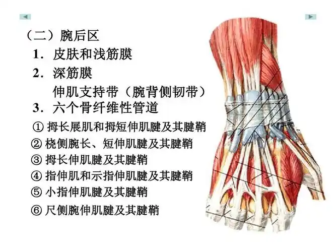 深筋膜   伸肌支持带(腕背侧韧带) 伸肌支持带(腕背侧韧带) 3.