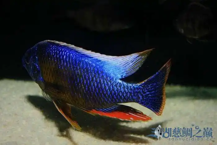 三湖慈鲷马鲷台湾海峡靓图