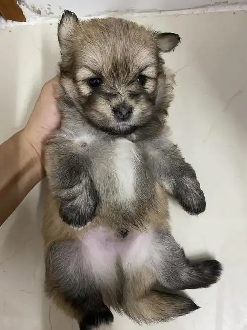 一个多月串串小奶狗找靠谱领养啦,坐标东莞.