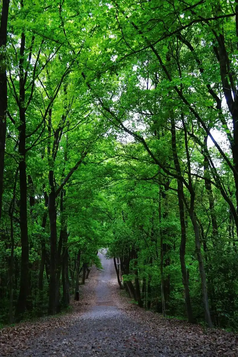 曲径通幽绿野仙踪