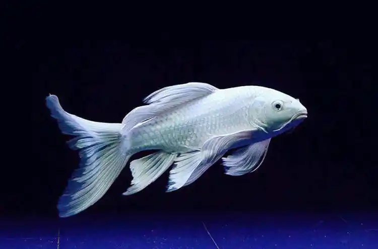 白金蝴蝶鲤鱼纯种蝴蝶龙鲤鱼招财鱼龙凤锦鲤鱼冷水小鱼苗蝴蝶锦鲤