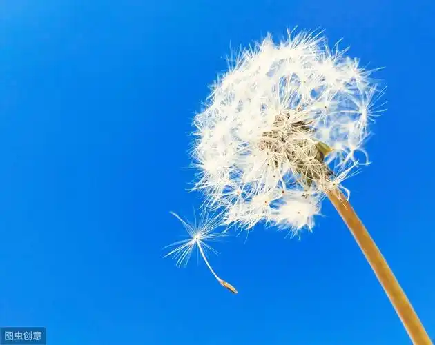 描写风的诗句有哪些关于风的唯美句子