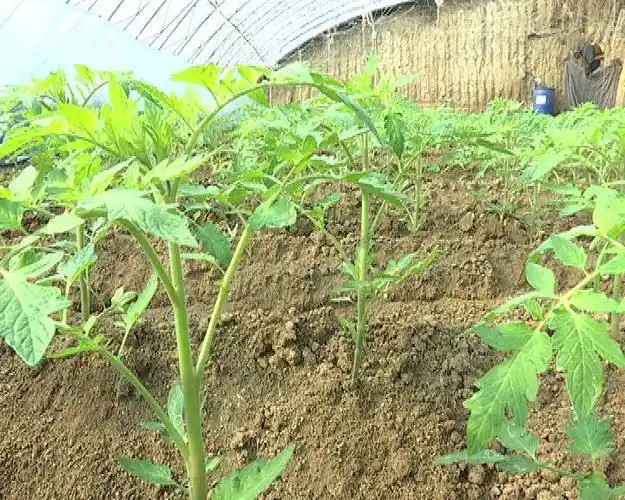 石家庄市高邑县寺家庄村的常军领大姐看着自己棚里边的西红柿苗,感觉