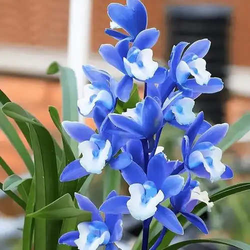 百合花素有"云裳仙子"之称由于其外表高雅纯洁,天主教以百合花为