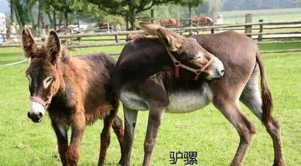 在农村养了一辈子牲口的老爹,老说的"短骡子长马,好牛脖一柞",到底是