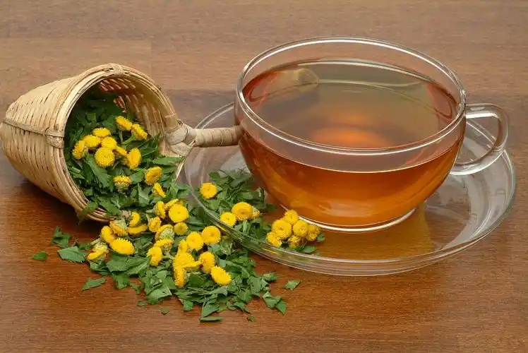 菊,苦钮扣,牛苦,艾叶,金钮扣(tanacetum vulgare),药用植物,凉茶图片