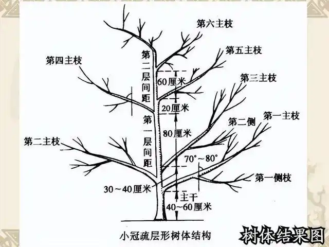 树木整形和修剪不可随意,须考虑三大因素:树种,审美和地理条件