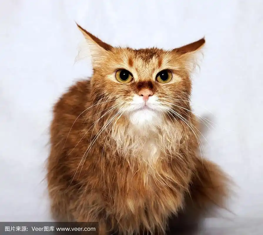 浅色背景上的红毛猫