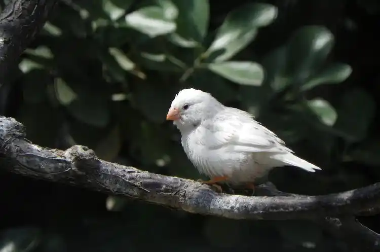 星辰读诗:白鸟之死 席慕容在线收听_星辰读诗_喜马拉雅fm