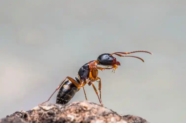 p>弓背蚁,又名巨山蚁,木匠蚁,为 a href="#" data-lemmaid="1535215"