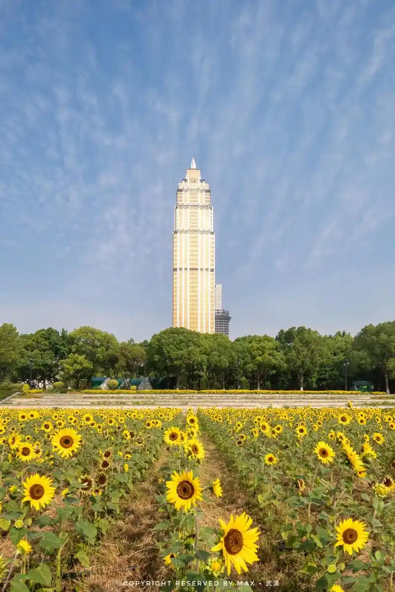 汉口江滩三阳广场的向日葵你打卡了吗～#向日葵 #武汉 #摄影