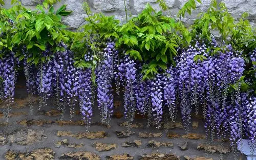 紫藤,叶,墙 壁纸 - 1920x1200