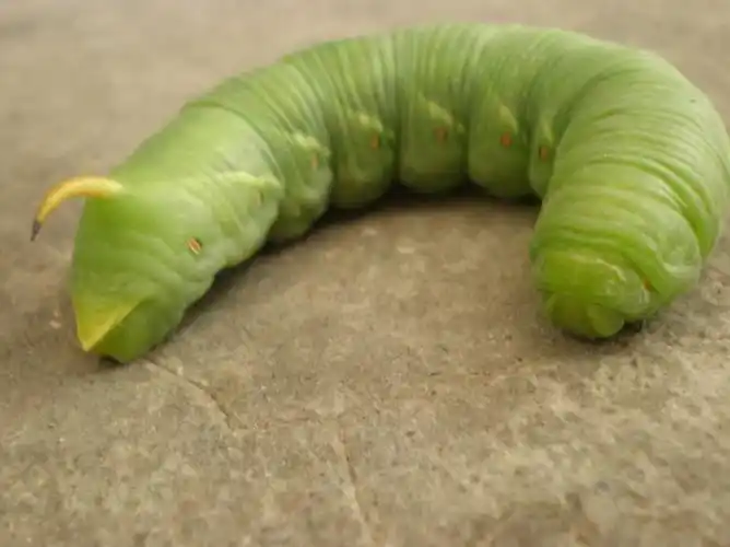 人见人厌的大绿虫,如今成了餐桌上的美食,是男人的"强悍武器"