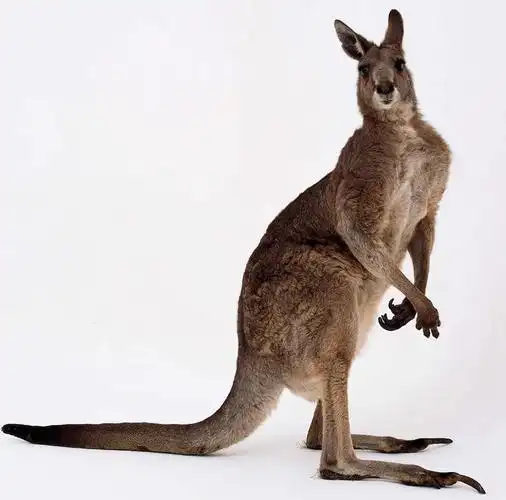 无人,站,横图,室内,白天,白色背景,侧面,袋鼠,野生动物,阴影,反射