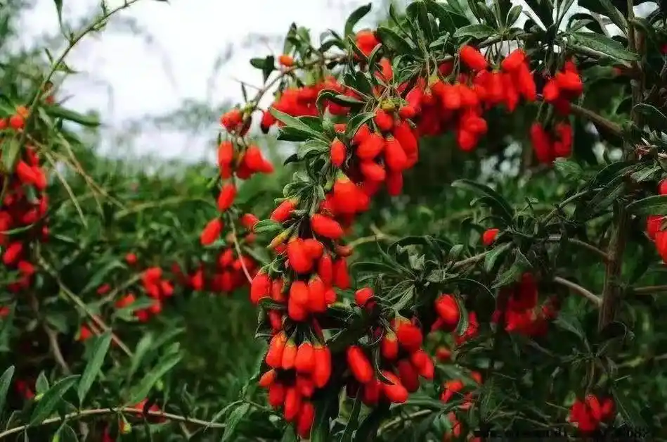 大批招收枸杞采摘人员,工作地址在宁夏,工 - 抖音