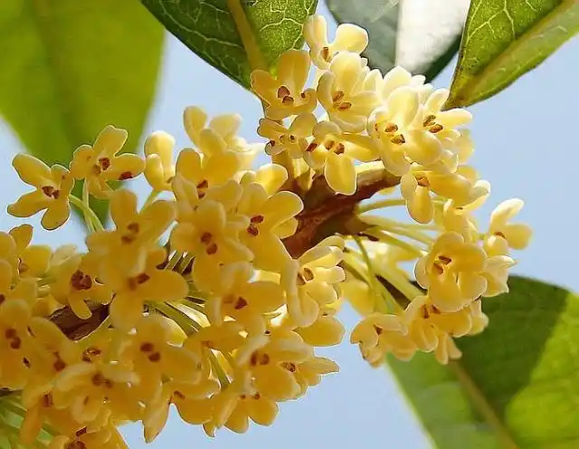 (原创)丹桂飘香