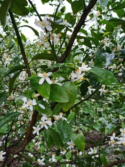 这美丽的橘子花呀!