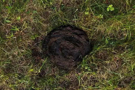 肮脏和臭的牛屎在草地上.牛粪照片