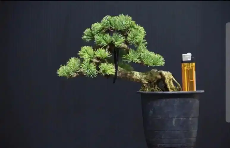 日本五针松原土原盆