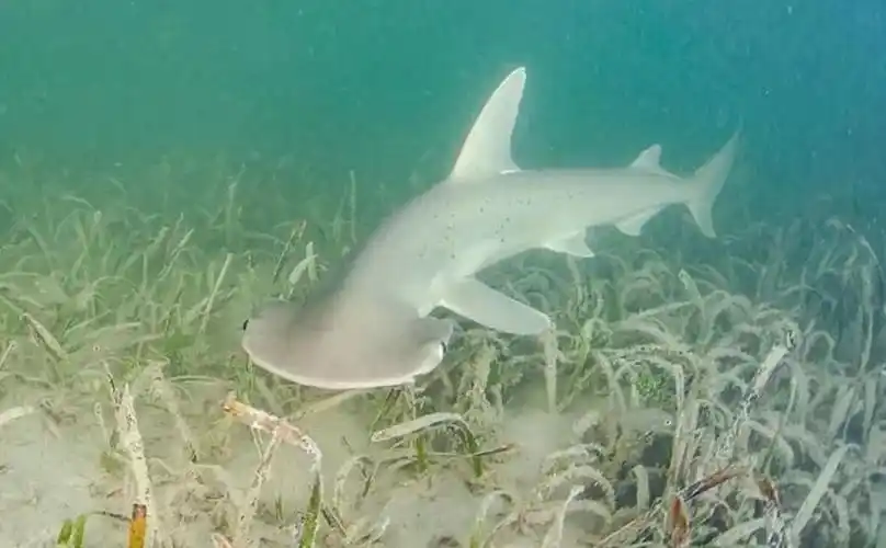 窄头双髻鲨:吃草的鲨鱼
