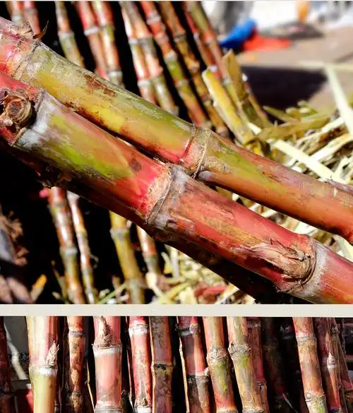 云南脆皮红甘蔗脆皮甘蔗新鲜罗汉甘蔗绿皮红皮水果孕妇当季云南特产9