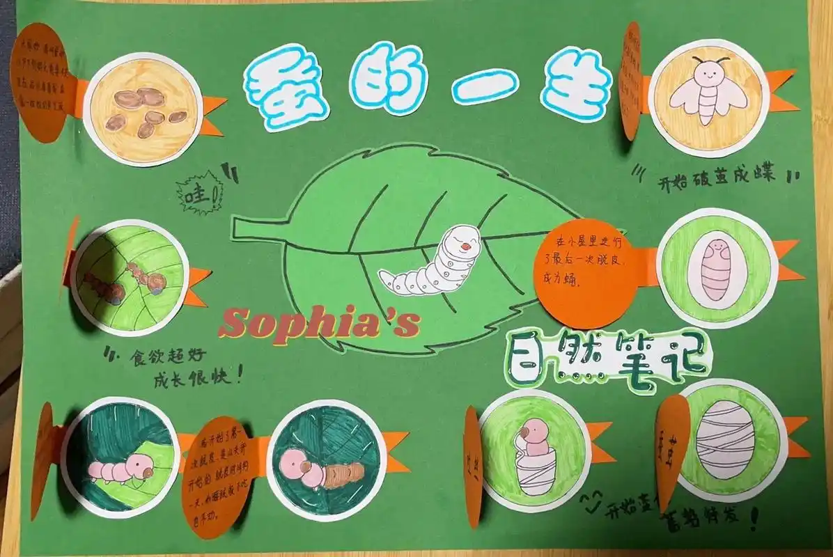 蚕宝宝的生长过程#蚕的一生 学校开展了养蚕记的活动,在活动的结沃行