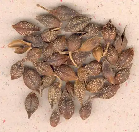 连翘为木犀科植物边翘的干燥果实.