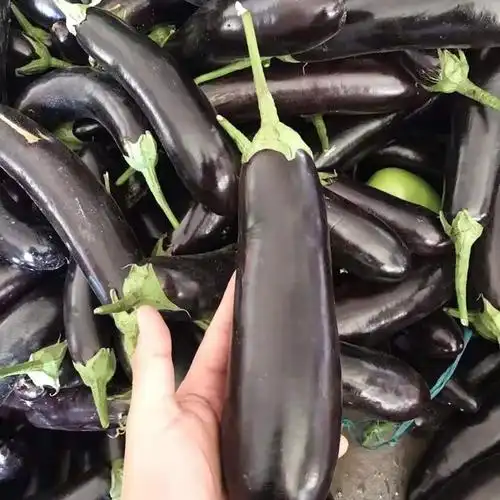茄子山东新鲜5斤长线当季农家自种现摘蔬菜其它